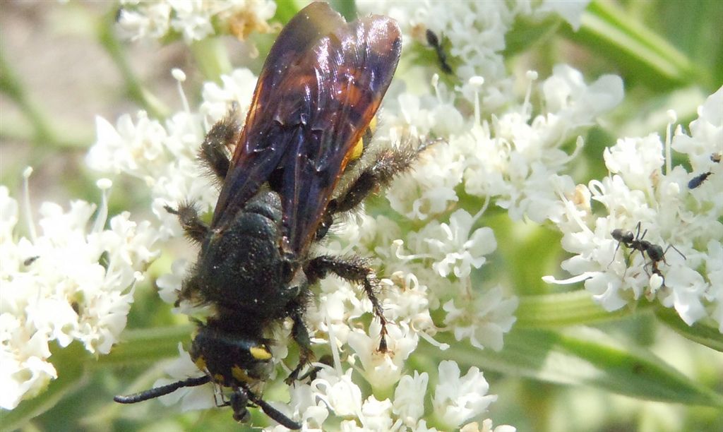 Colpa sexmaculata attaccata da formiche Tapinoma sp.